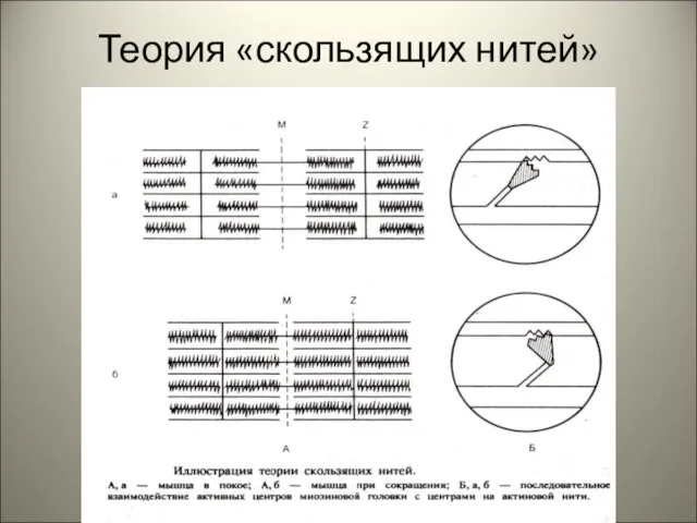 Теория «скользящих нитей»