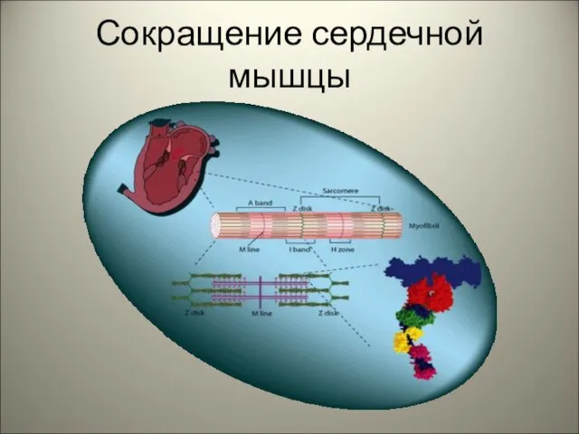 Сокращение сердечной мышцы