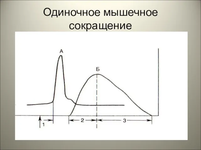 Одиночное мышечное сокращение