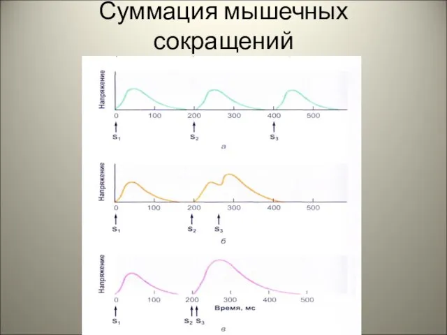 Суммация мышечных сокращений