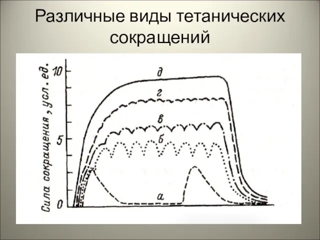 Различные виды тетанических сокращений