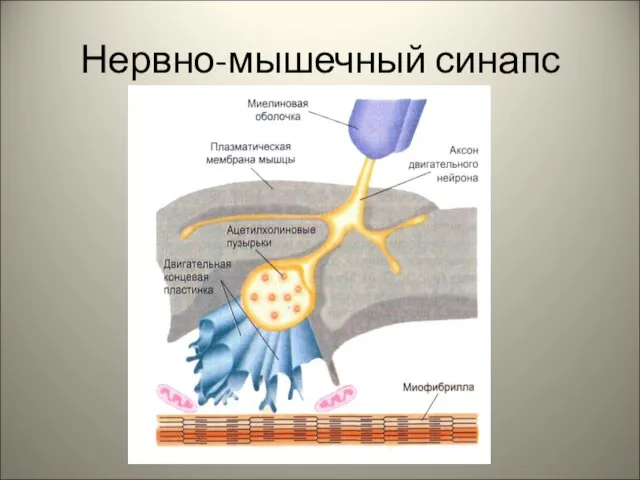 Нервно-мышечный синапс
