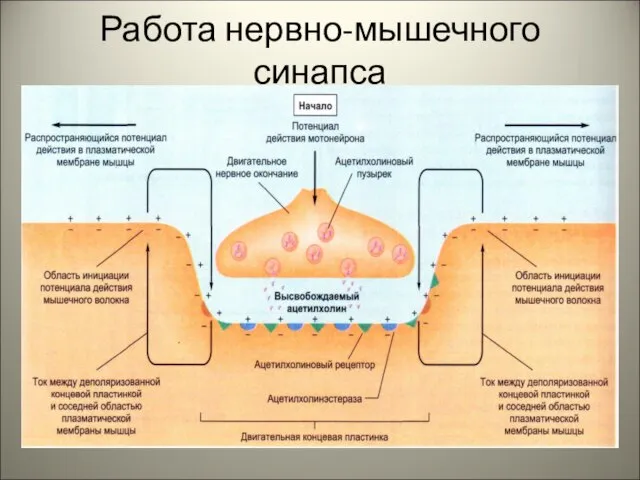 Работа нервно-мышечного синапса