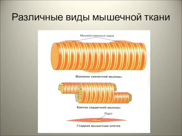 Различные виды мышечной ткани