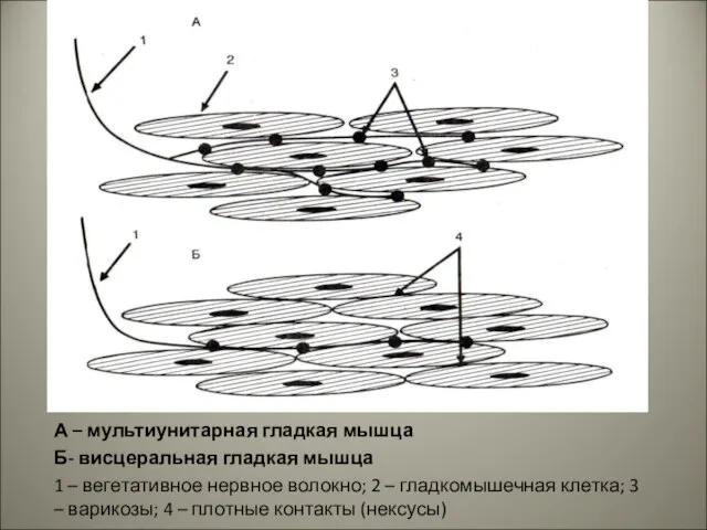 А – мультиунитарная гладкая мышца Б- висцеральная гладкая мышца 1 –