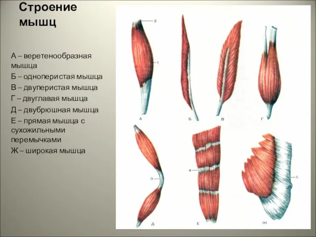 Строение мышц А – веретенообразная мышца Б – одноперистая мышца В