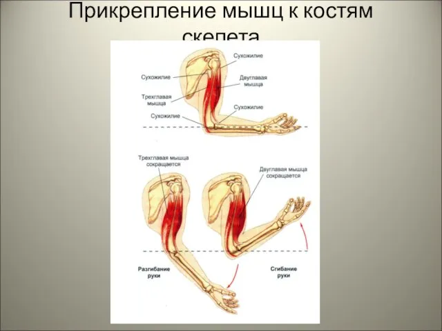 Прикрепление мышц к костям скелета