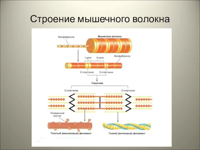 Строение мышечного волокна