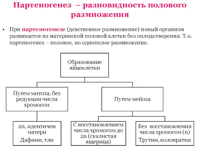 Партеногенез – разновидность полового размножения При партеногенезе (девственное размножение) новый организм