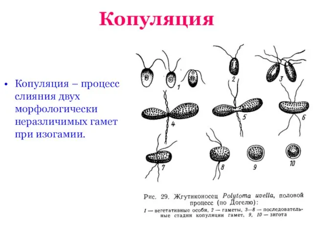 Копуляция Копуляция – процесс слияния двух морфологически неразличимых гамет при изогамии.