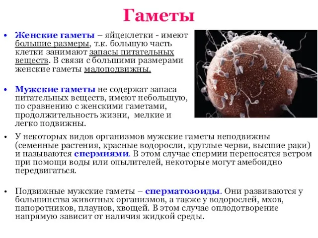 Гаметы Женские гаметы – яйцеклетки - имеют большие размеры, т.к. большую