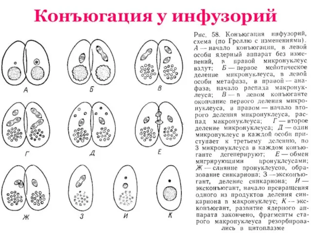 Конъюгация у инфузорий