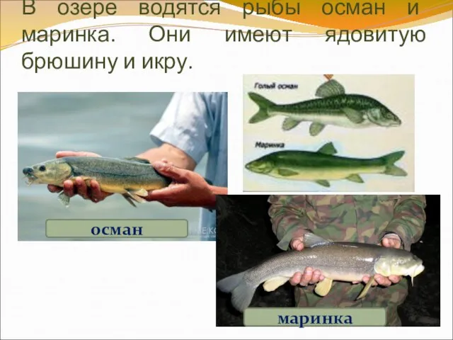 В озере водятся рыбы осман и маринка. Они имеют ядовитую брюшину и икру. осман маринка