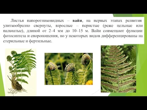 Листья папоротниковидных – вайи, на первых этапах развития улиткообразно свернуты, взрослые