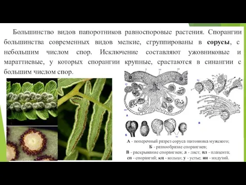 Большинство видов папоротников равноспоровые растения. Спорангии большинства современных видов мелкие, сгруппированы