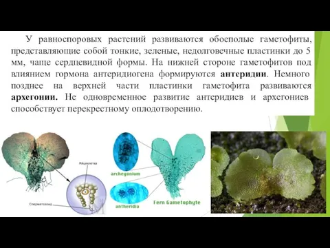 У равноспоровых растений развиваются обоеполые гаметофиты, представляющие собой тонкие, зеленые, недолговечные