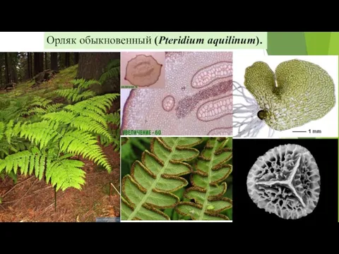 Орляк обыкновенный (Pteridium aquilinum).