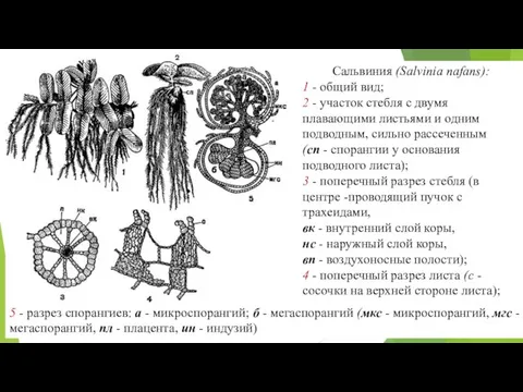 Сальвиния (Salvinia nafans): 1 - общий вид; 2 - участок стебля