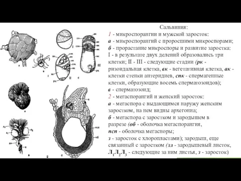 Сальвиния: 1 - микроспорангии и мужской заросток: а - микроспорангий с