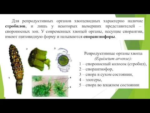 Для репродуктивных органов хвощевидных характерно наличие стробилов, и лишь у некоторых