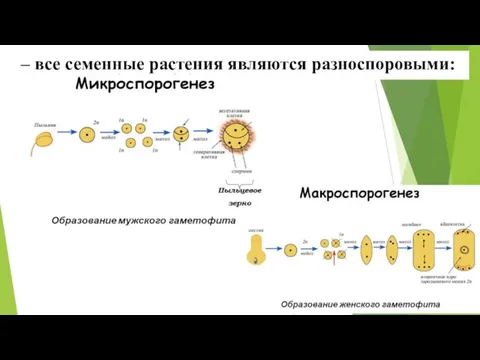 – все семенные растения являются разноспоровыми: