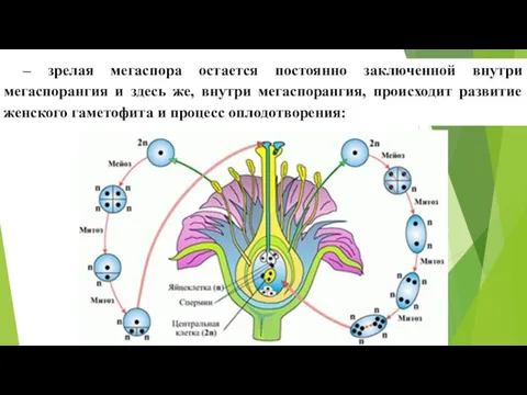 – зрелая мегаспора остается постоянно заключенной внутри мегаспорангия и здесь же,