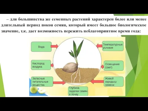 – для большинства же семенных растений характерен более или менее длительный