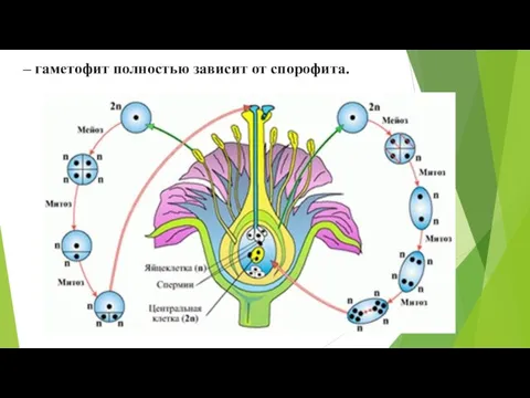 – гаметофит полностью зависит от спорофита.