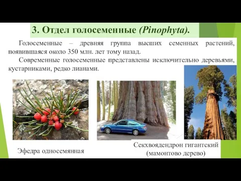 3. Отдел голосеменные (Pinophyta). Голосеменные – древняя группа высших семенных растений,