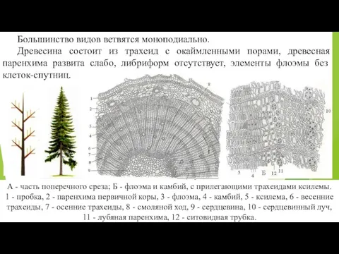 Большинство видов ветвятся моноподиально. Древесина состоит из трахеид с окаймленными порами,