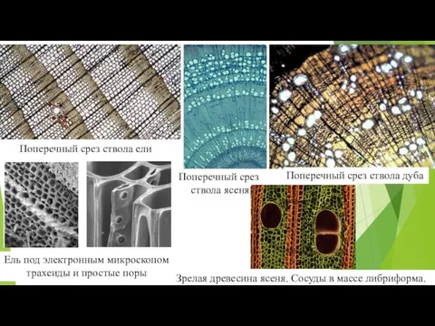 Поперечный срез ствола ели Поперечный срез ствола дуба Поперечный срез ствола