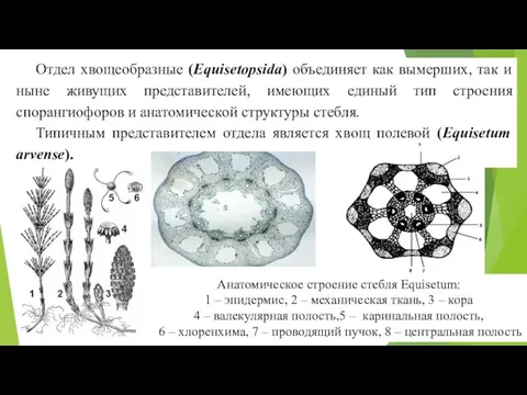 Отдел хвощеобразные (Equisetopsida) объединяет как вымерших, так и ныне живущих представителей,