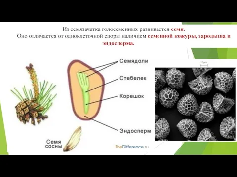 Из семязачатка голосеменных развивается семя. Оно отличается от одноклеточной споры наличием семенной кожуры, зародыша и эндосперма.