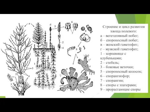 Строение и цикл развития хвоща полевого: а – вегетативный побег; б