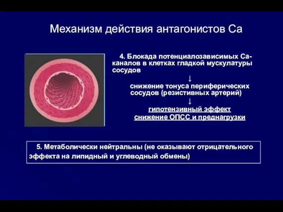 4. Блокада потенциалозависимых Са-каналов в клетках гладкой мускулатуры сосудов ↓ снижение