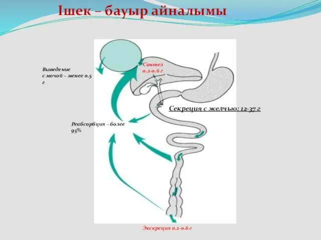 Ішек – бауыр айналымы