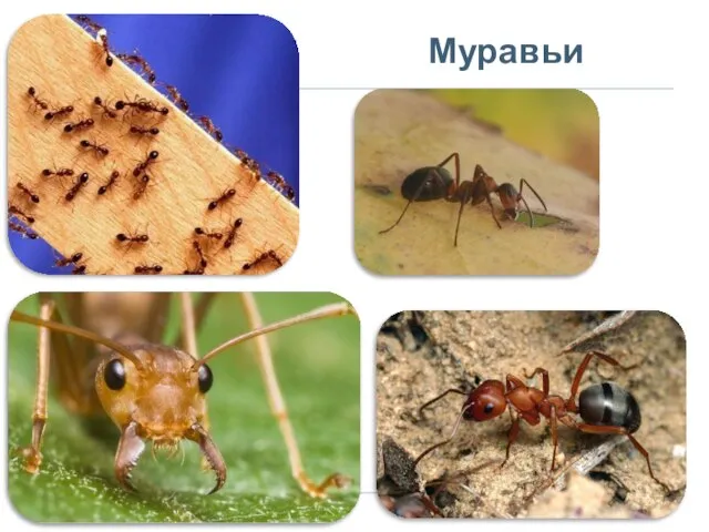 Муравьи