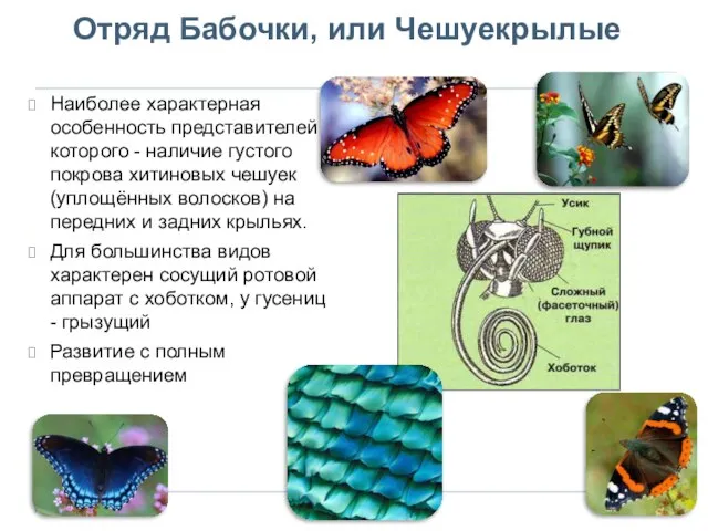 Отряд Бабочки, или Чешуекрылые Наиболее характерная особенность представителей которого - наличие