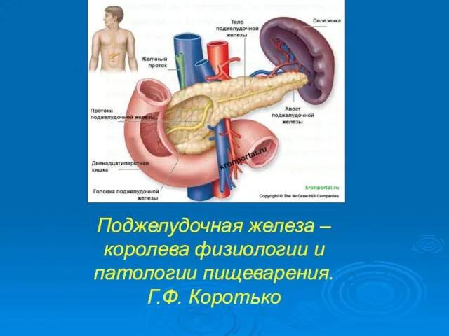 Поджелудочная железа – королева физиологии и патологии пищеварения. Г.Ф. Коротько