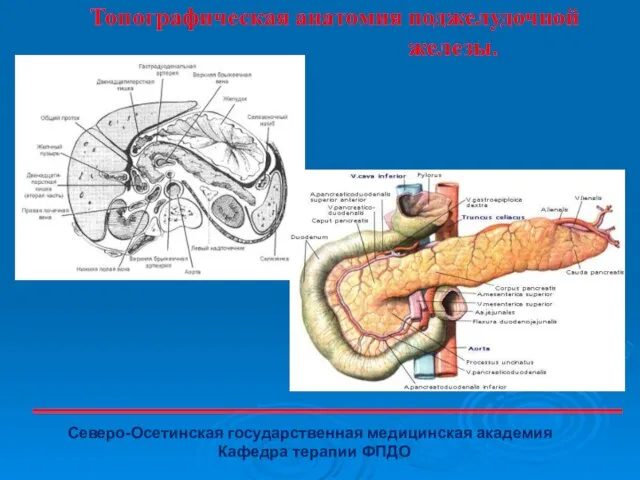 Топографическая анатомия поджелудочной железы. Северо-Осетинская государственная медицинская академия Кафедра терапии ФПДО