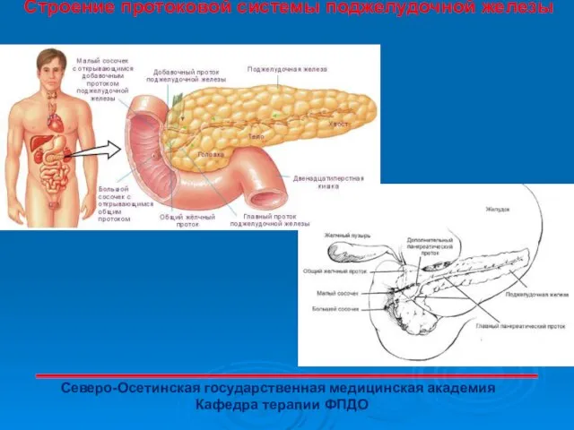 Строение протоковой системы поджелудочной железы Северо-Осетинская государственная медицинская академия Кафедра терапии ФПДО