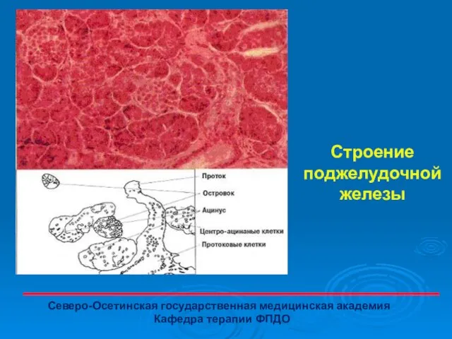 Строение поджелудочной железы Северо-Осетинская государственная медицинская академия Кафедра терапии ФПДО