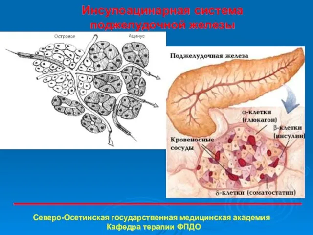 Инсулоацинарная система поджелудочной железы Северо-Осетинская государственная медицинская академия Кафедра терапии ФПДО
