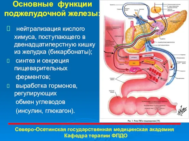 Основные функции поджелудочной железы: нейтрализация кислого химуса, поступающего в двенадцатиперстную кишку