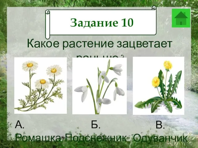 Задание 12 Какое растение зацветает раньше? А.Ромашка Б. Подснежник В. Одуванчик Задание 10