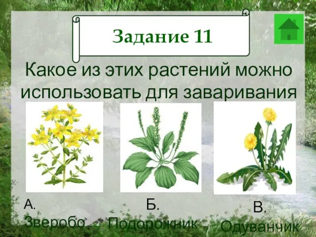 Задание 12 Какое из этих растений можно использовать для заваривания чая?