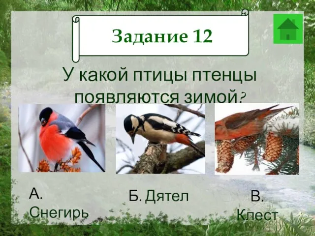 Задание 12 У какой птицы птенцы появляются зимой? А. Снегирь Б. Дятел В. Клест Задание 12