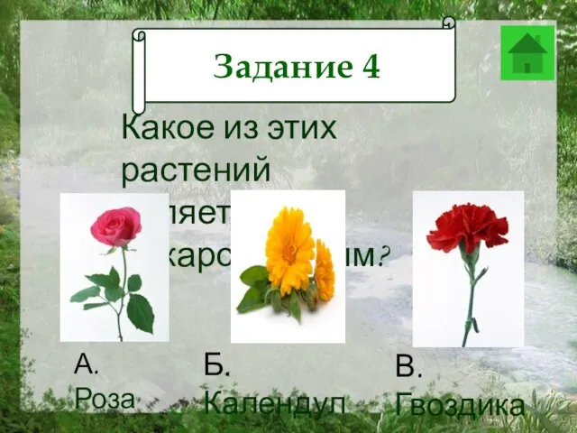 Задание 12 Какое из этих растений является лекарственным? А. Роза В. Гвоздика Б. Календула Задание 4