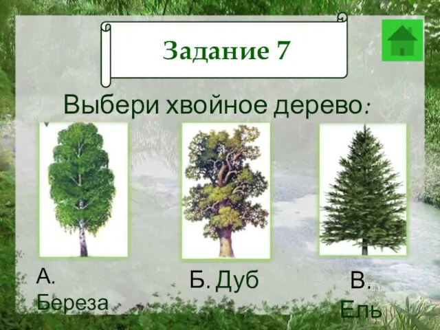 Задание 12 Выбери хвойное дерево: А. Береза Б. Дуб В. Ель Задание 7