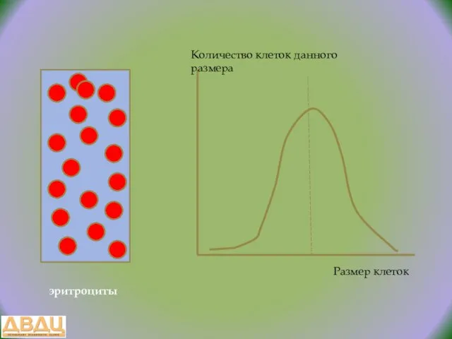 эритроциты Размер клеток Количество клеток данного размера